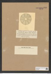 Actinoptychus japonica Castr. (de-Toni-Nr.: Genus 227, Species 5628) Zeichnungen Sammlung Grunow Nr. 9513 (NHMW-BOT-W0379500)